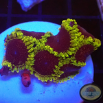 Krustenanemonen „Thermosphere“ WYSIWYG „AD Special“