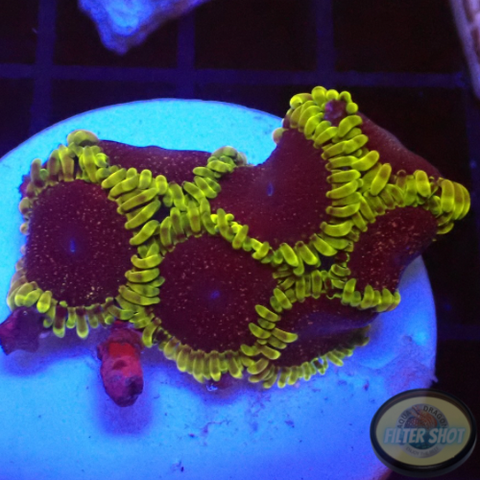 Krustenanemonen „Thermosphere“ WYSIWYG „AD Special“