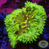Stichodactyla tapetum WYSIWYG