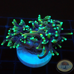 Euphyllia glabrescens „Black Gold“ WYSIWYG