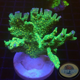 Montipora stellata „Star Wars“ WYSIWYG „AD Special“