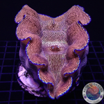 Tridacna derasa WYSIWYG