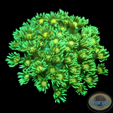 Goniopora spp. „Sunny“ WYSIWYG
