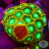 Krustenanemonen „Radioactive Chili“ WYSIWYG