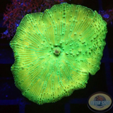 Discosoma spp. „Toxic Gold“