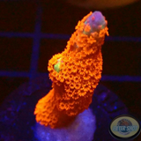 Montipora samarensis „Forest Fire“