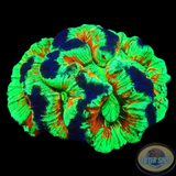 Trachyphyllia spp. „Calypso“ WYSIWYG