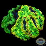 Tracchyphyllia spp. „Backpack Tracy“ WYSIWYG