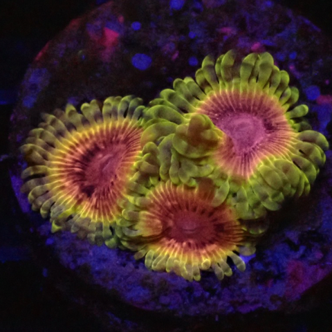 Krustenanemonen „Bloodshot Morph“ WYSIWYG „AD Special“