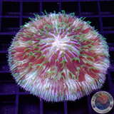 Fungia spp. „Darth Mint“ WYSIWYG „AD Special“