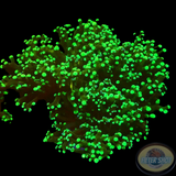 Euphyllia paradivisa „Toxic Frog“