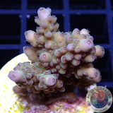 Acropora spp. WYSIWYG