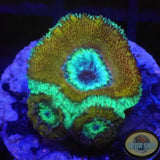 Micromussa spp. „Orbital“