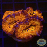 Micromussa spp. „Rainbow“