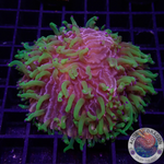 Fungia spp. „Double Rainbow“ WYSIWYG