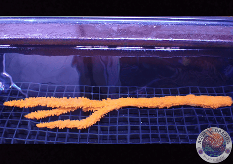 Axinella spp. „Tree Sponge“ WYSIWYG