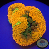 Ricordea florida „Shyne“ WYSIWYG „AD Special“