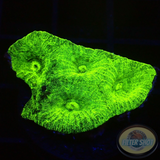 Goniastrea spp. „Toxic“