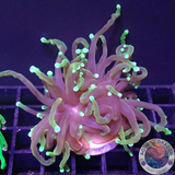 Euphyllia glabrescens 🐉 „Dragon Soul“ WYSIWYG