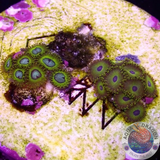 Krustenanemonen „Hornet Pikachu“ WYSIWYG „AD Special“