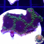 Krustenanemonen „Thermosphere“ WYSIWYG „AD Special“