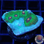 Echinophyllia spp. „Avatar“ WYSIWYG „AD Special“