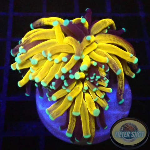 Euphyllia glabrescens „Gold Tiger“ 🐯 WYSIWYG