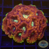 Favia spp. „Old School“ WYSIWYG