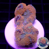 Ricordea florida „Shyne“ WYSIWYG „AD Special“