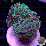 Euphyllia ancora „Jelly Hammer“ WYSIWYG