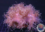 Catalaphyllia jardinei „Medusa“ WYSIWYG