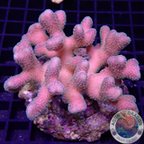 Stylophora pistillata „Pink Beauty“ WYSIWYG „AD Special“
