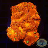 Blastomussa vivida „Fire Clock“ WYSIWYG „AD Special“