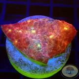 Echinophyllia spp. „Stardust“ WYSIWYG „AD Special“