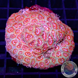 Micromussa amakusensis „Jungle Trip“ WYSIWYG „AD Special“