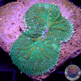 Rhodactis spp. „Sunkist“ WYSIWYG „AD Special“