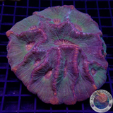 Moseleya latistellata „Orange Hills“ WYSIWYG „AD Special“
