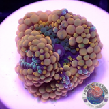 Ricordea florida „Shyne“ WYSIWYG „AD Special“