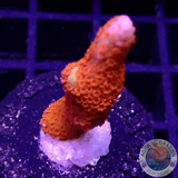 Montipora samarensis „Forest Fire“