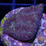 Acanthastrea echinata „Tiger Stripe“ WYSIWYG