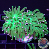 Euphyllia glabrescens „Toxic Blueberry“ WYSIWYG