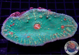 Echinophyllia spp. „Kano“ WYSIWYG „AD Special“