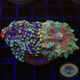 Ricordea yuma „Rainbow Rock“ 🌈 WYSIWYG „AD Special“