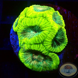Favia spp. „Neo“ WYSIWYG „AD Special“