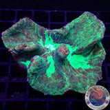 Pectinia spp. „Toxic Butterfly“ WYSIWYG