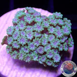Alveopora minuta „Baby Flower“