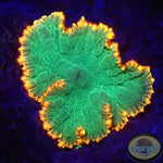 Rhodactis spp. “Fire Ring” WYSIWYG “AD Special”