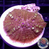 Rhodactis spp. „ODB“ WYSIWYG „AD Special“