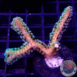 Seriatopora caliendrum „Toxic Bird Nest“