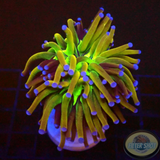 Euphyllia glabrescens „Hellraiser“